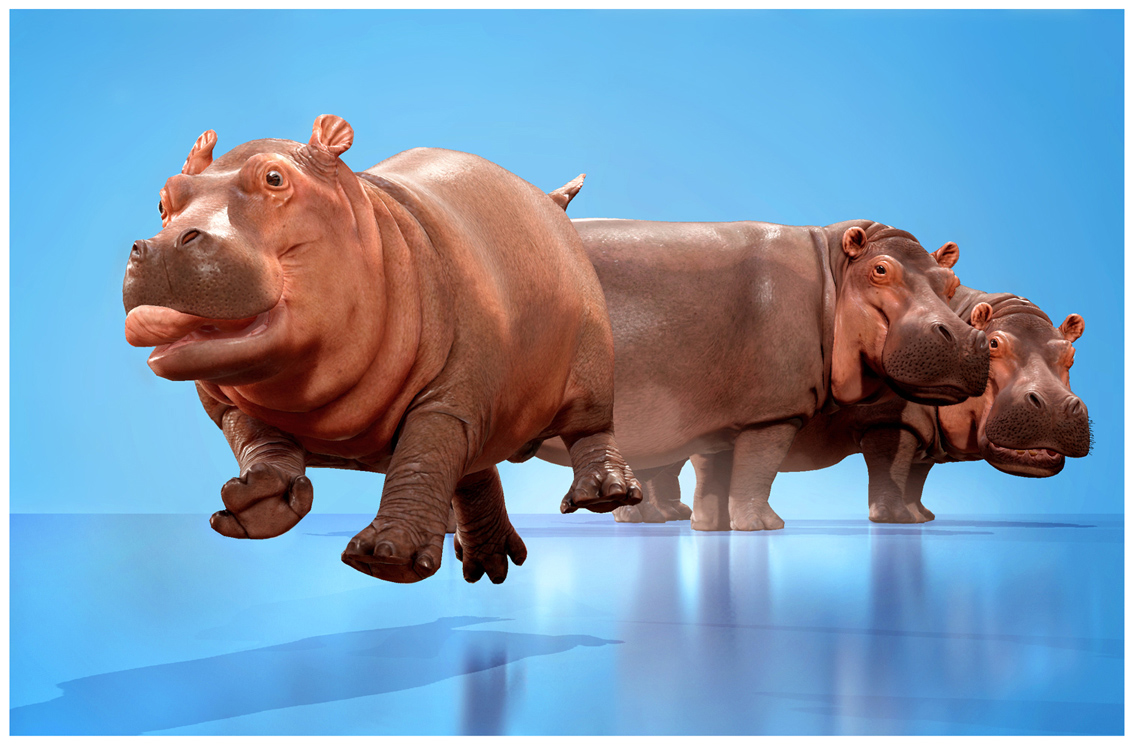 Hippos_Marmoset_FINAL_60PerCent.jpg