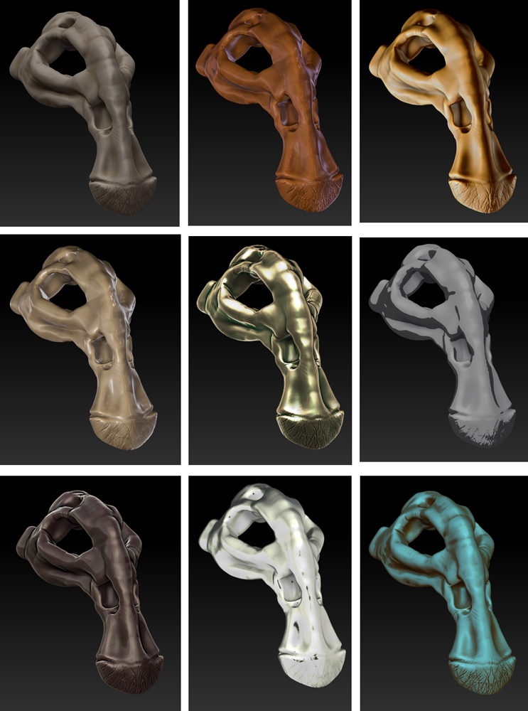 maxilla s.jpg