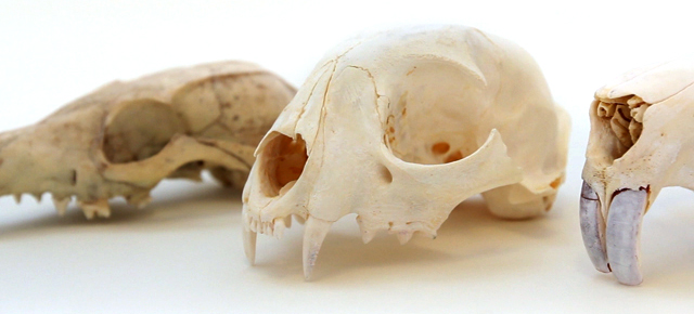 bones_1.jpg