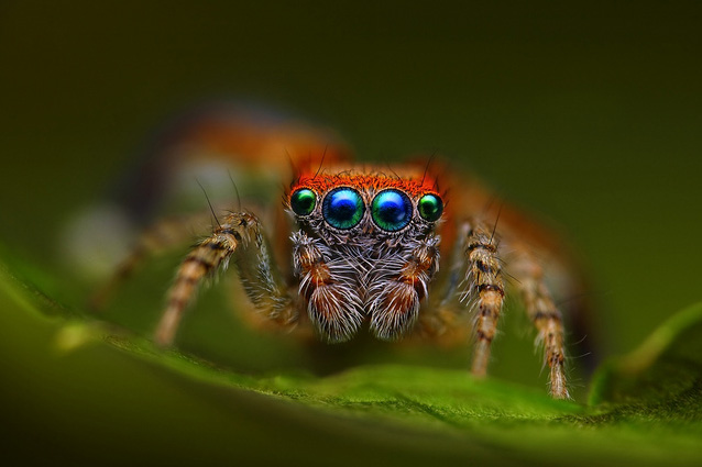 Spider.jpg