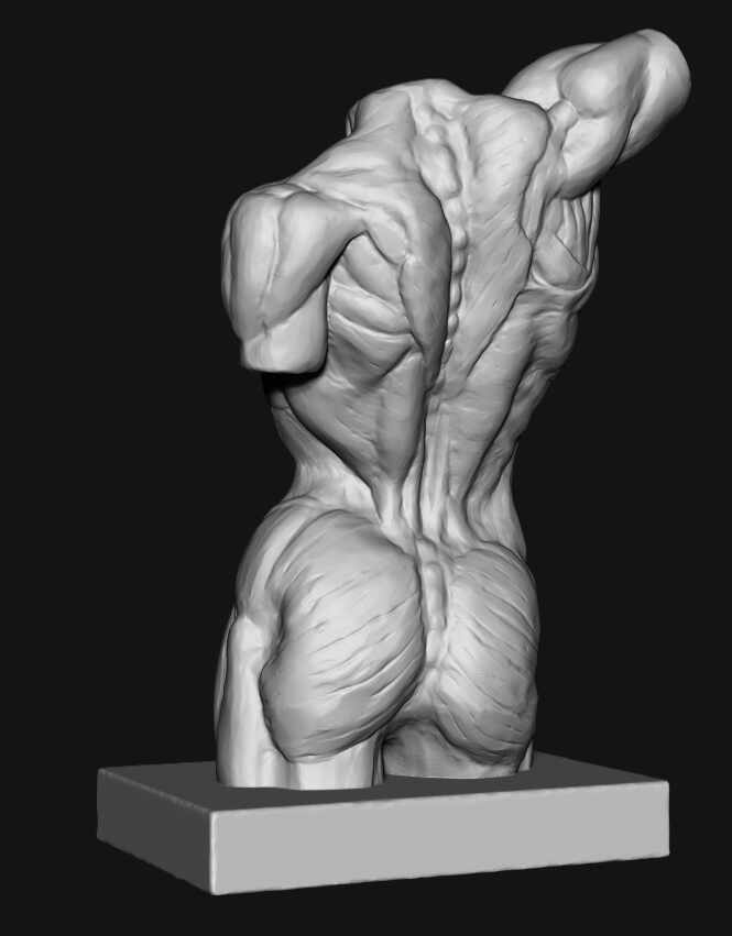 Torso2