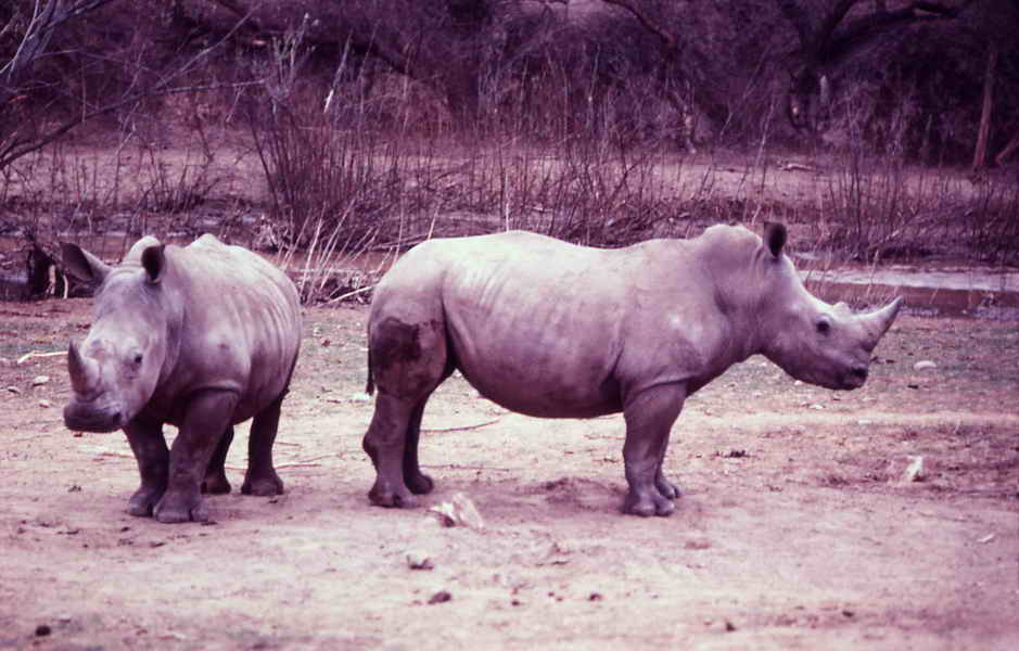 rhino.jpg