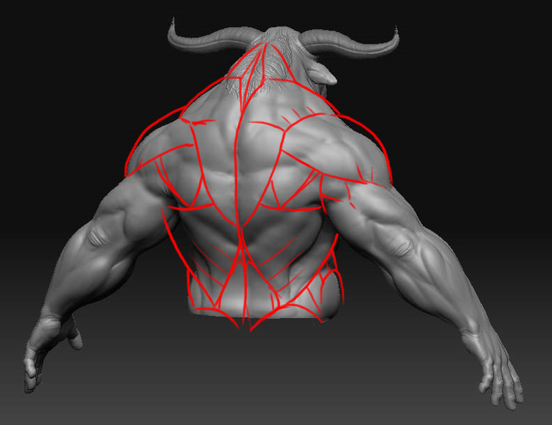 backMuscles.jpg