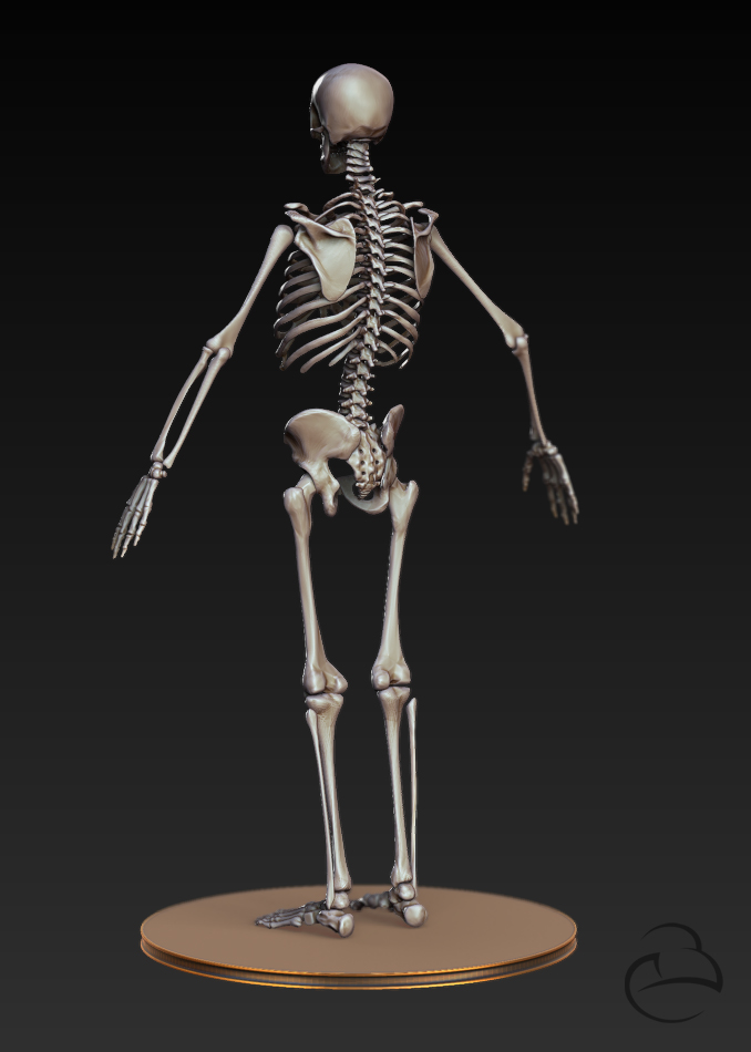 Skeleton_Human_back.jpg