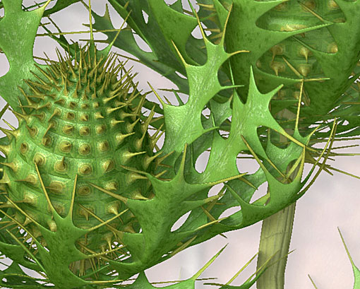 Distel detail.jpg
