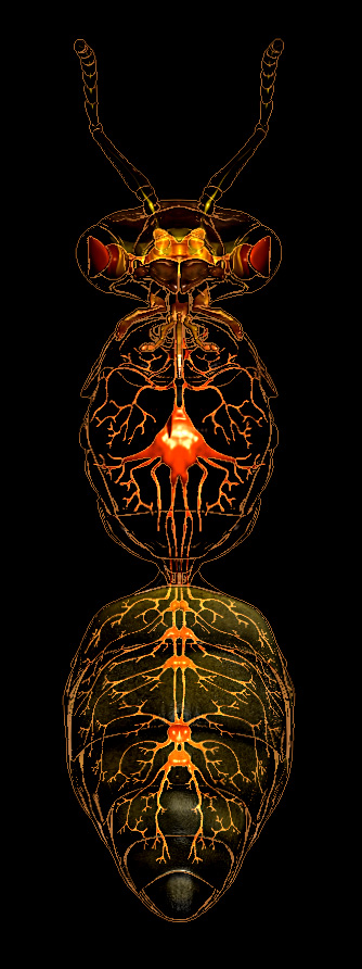 bee_nervous_system_09.jpg