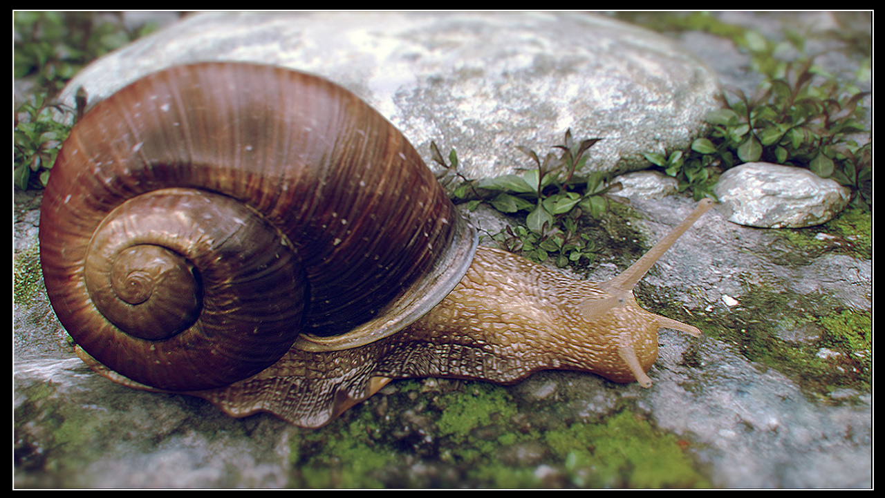 snail_ZB02_.jpg