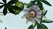 passiflora_zbc_icon.jpg