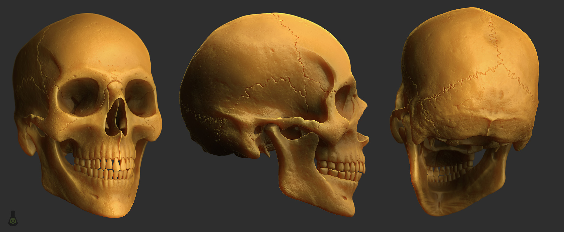 Skull.jpg