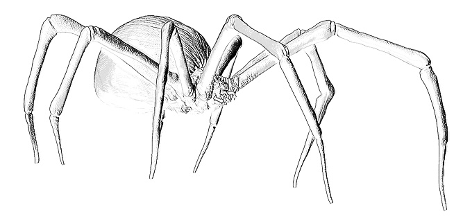 Black widow outline (zbc).jpg
