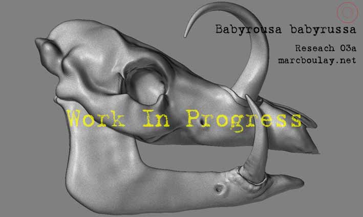 Babyrousa_03a.jpg
