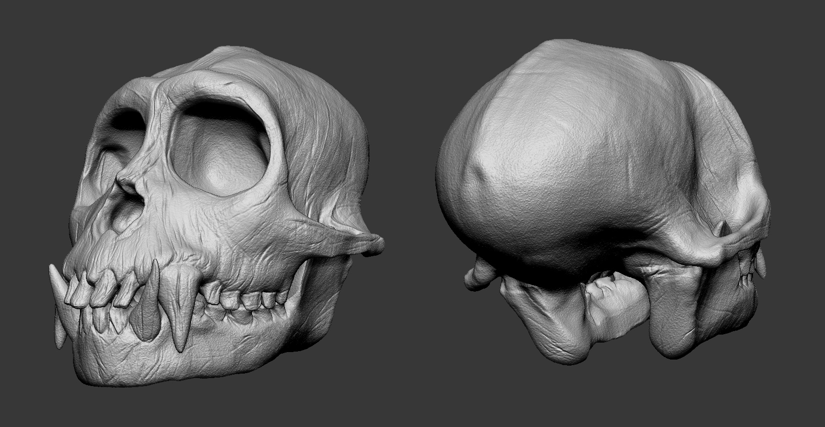 Capuchin_Skull_Sculpt.jpg