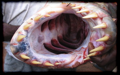 teeth.jpg