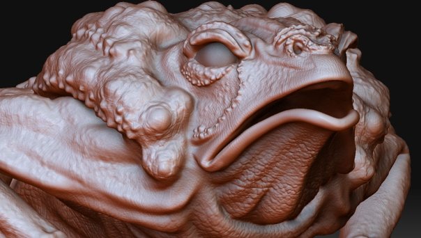 toad_03.jpg