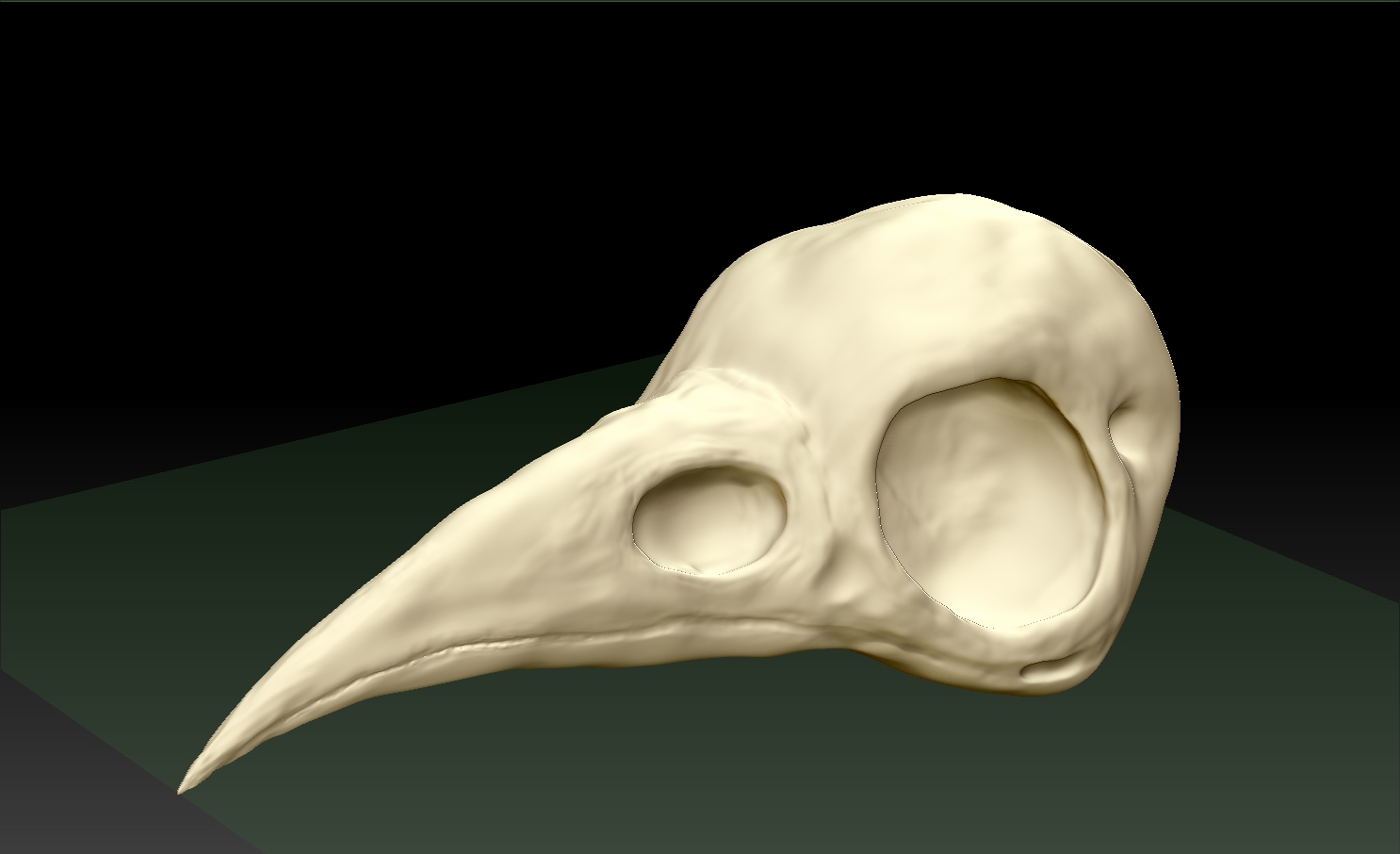 Raven-Skull1.jpg
