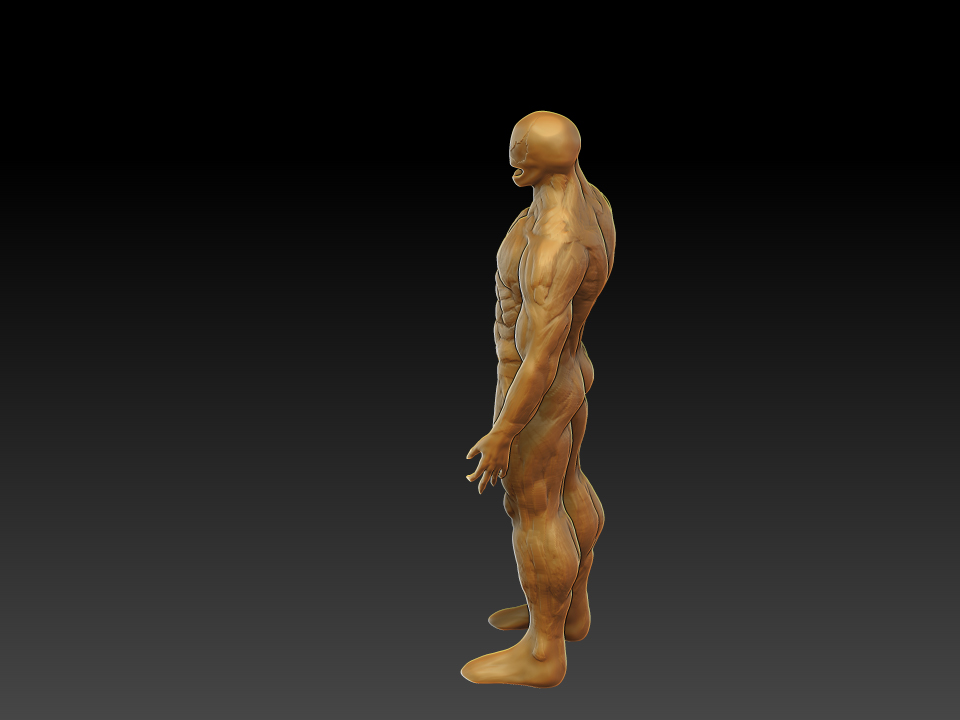 New  muscular system #4.jpg