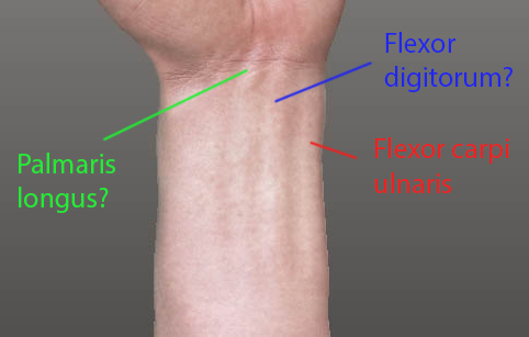 hand_zbrushViewport_flexors.jpg