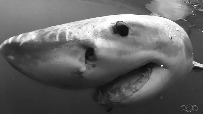 DZN Duex Rossi of False Bay SA.JPG