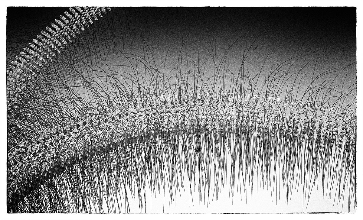 hairyLimbs.jpg