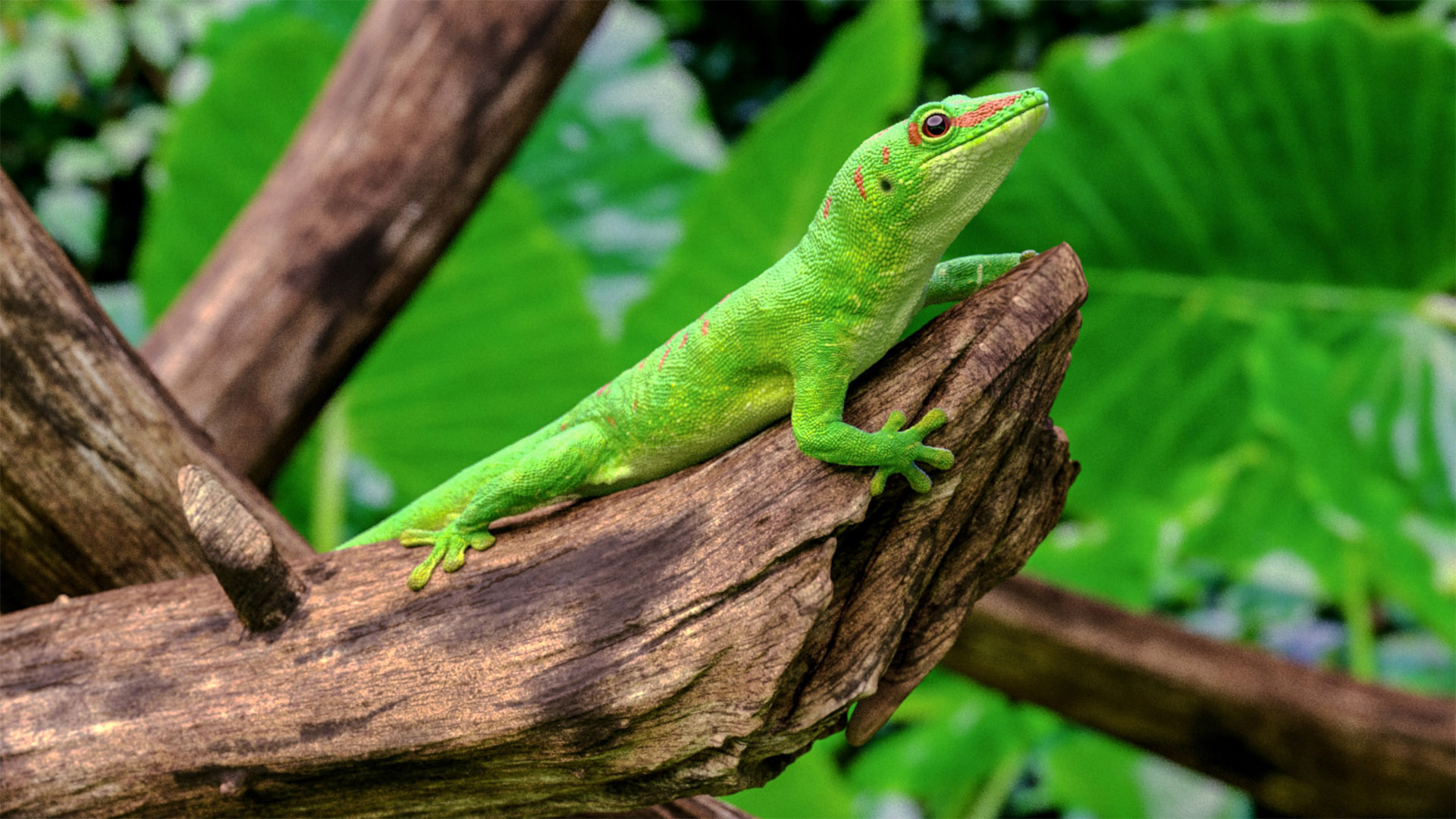 Gecko-Render.jpg