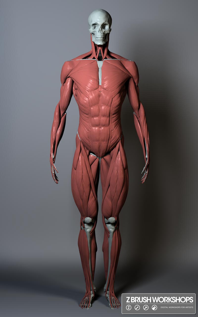 ecorche-male-061111-120focal-adjust.jpg