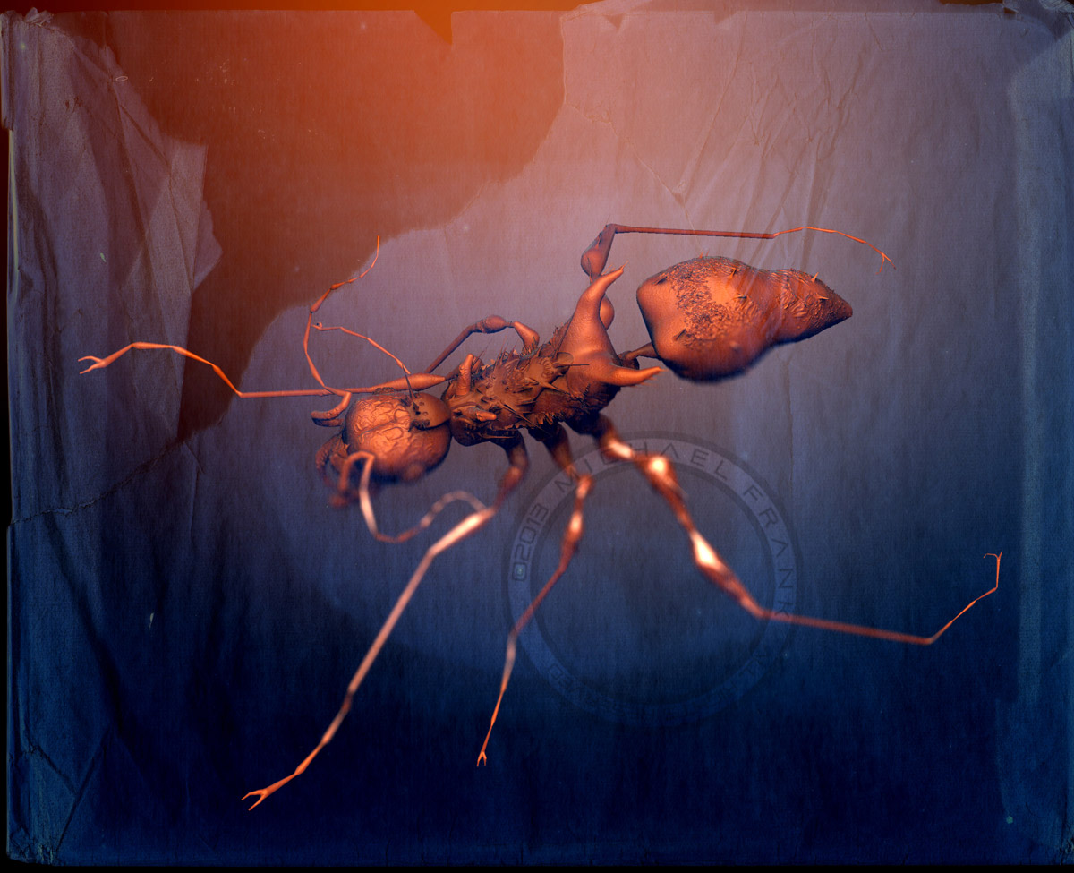 ant77.1copya.jpg