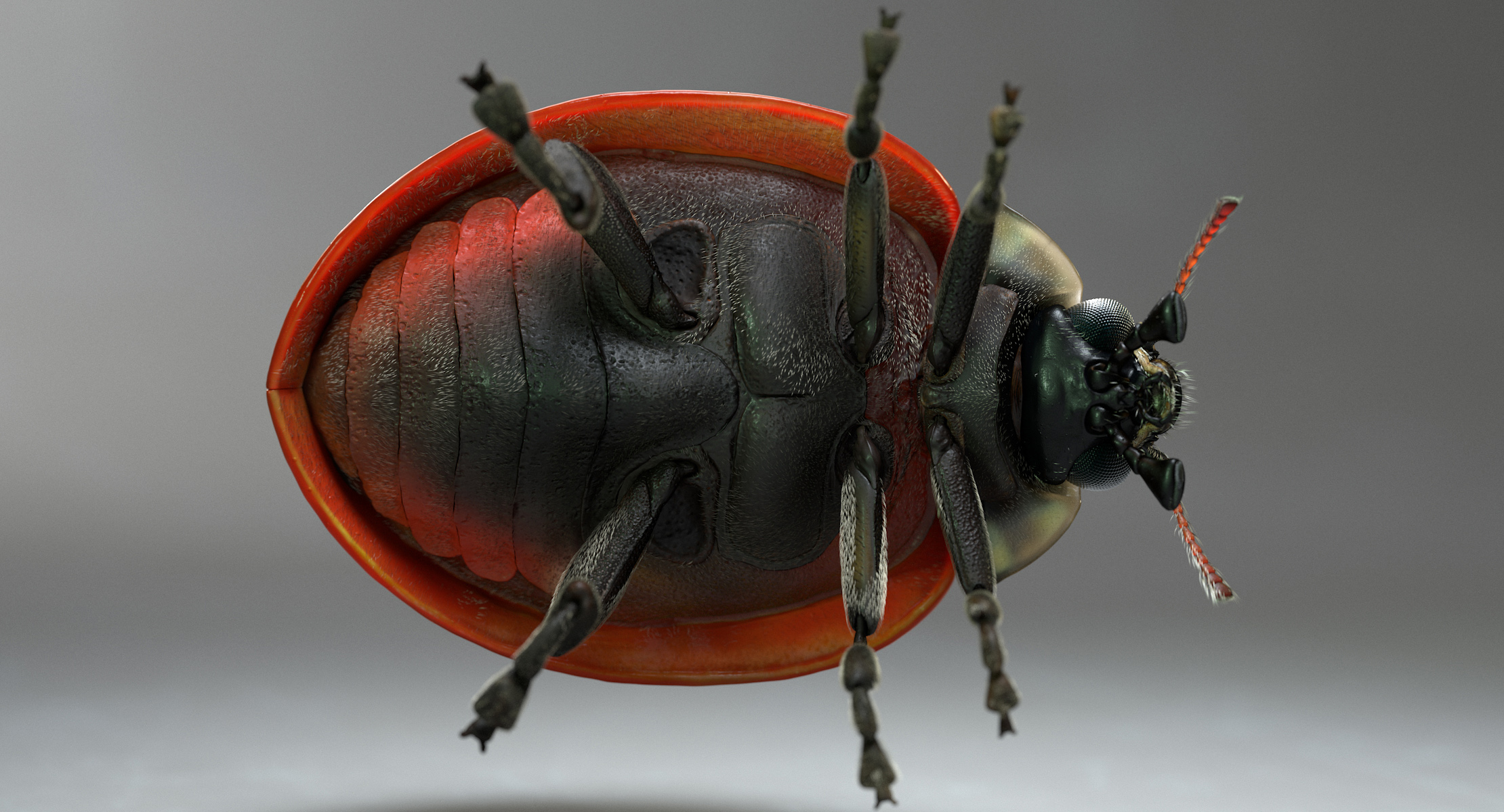 LadybugV02_imagesTS_00008.jpg