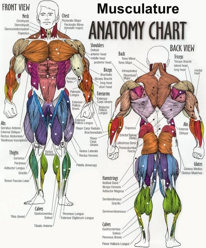 muscle_diagram.jpg