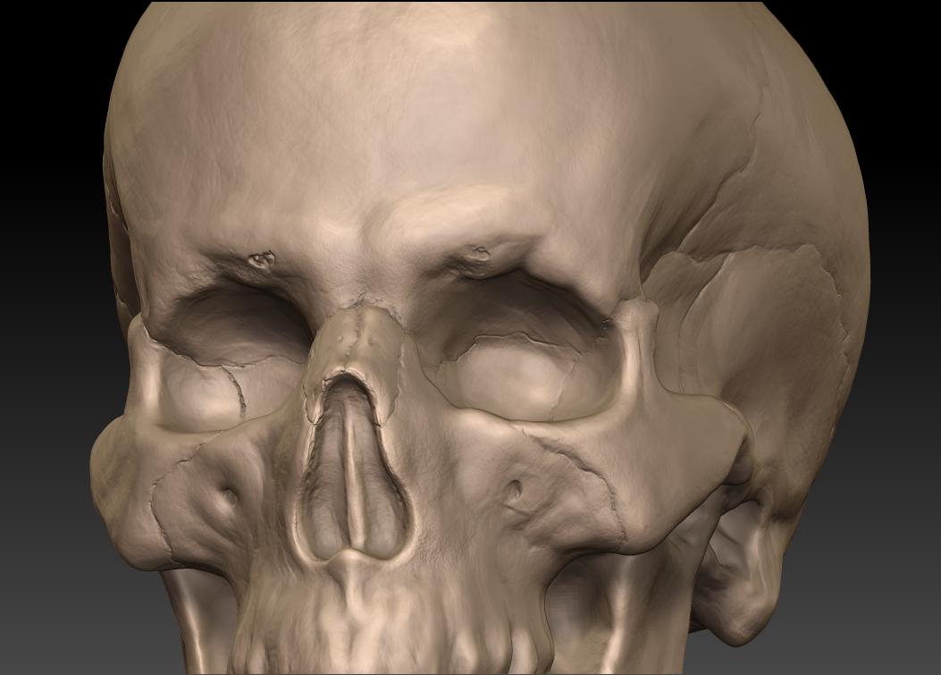 Cranium_4.jpg