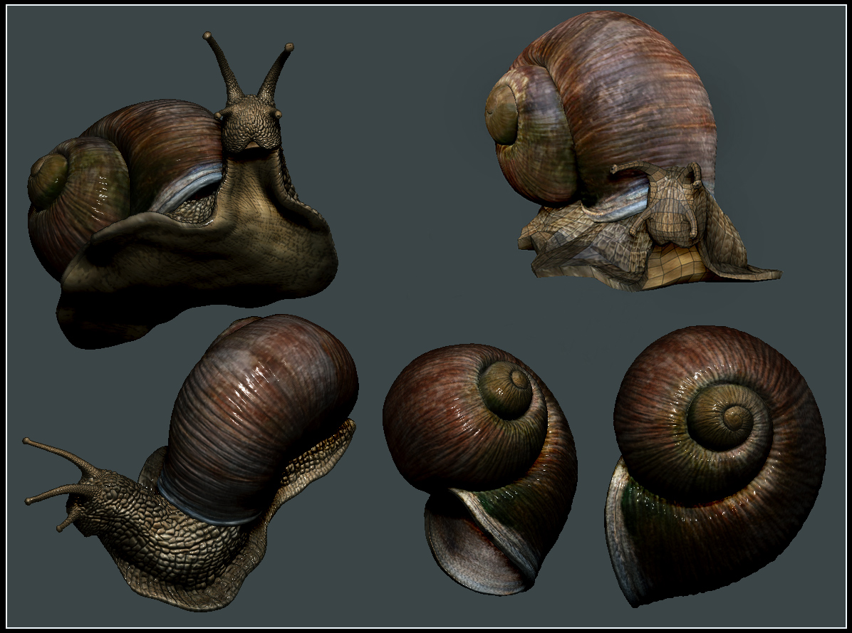 snail_2019.jpg
