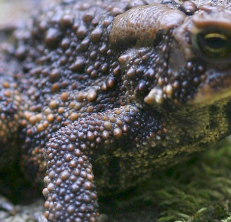 Toad.jpg