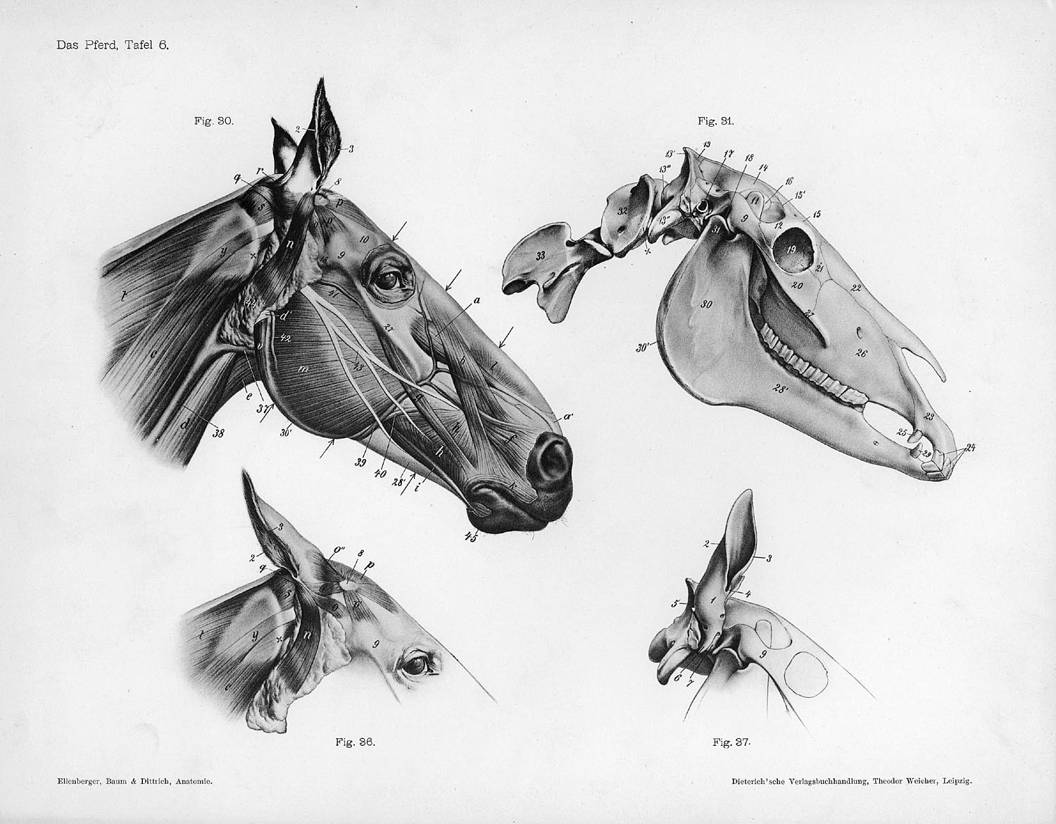 Horse_anatomy_head.jpg