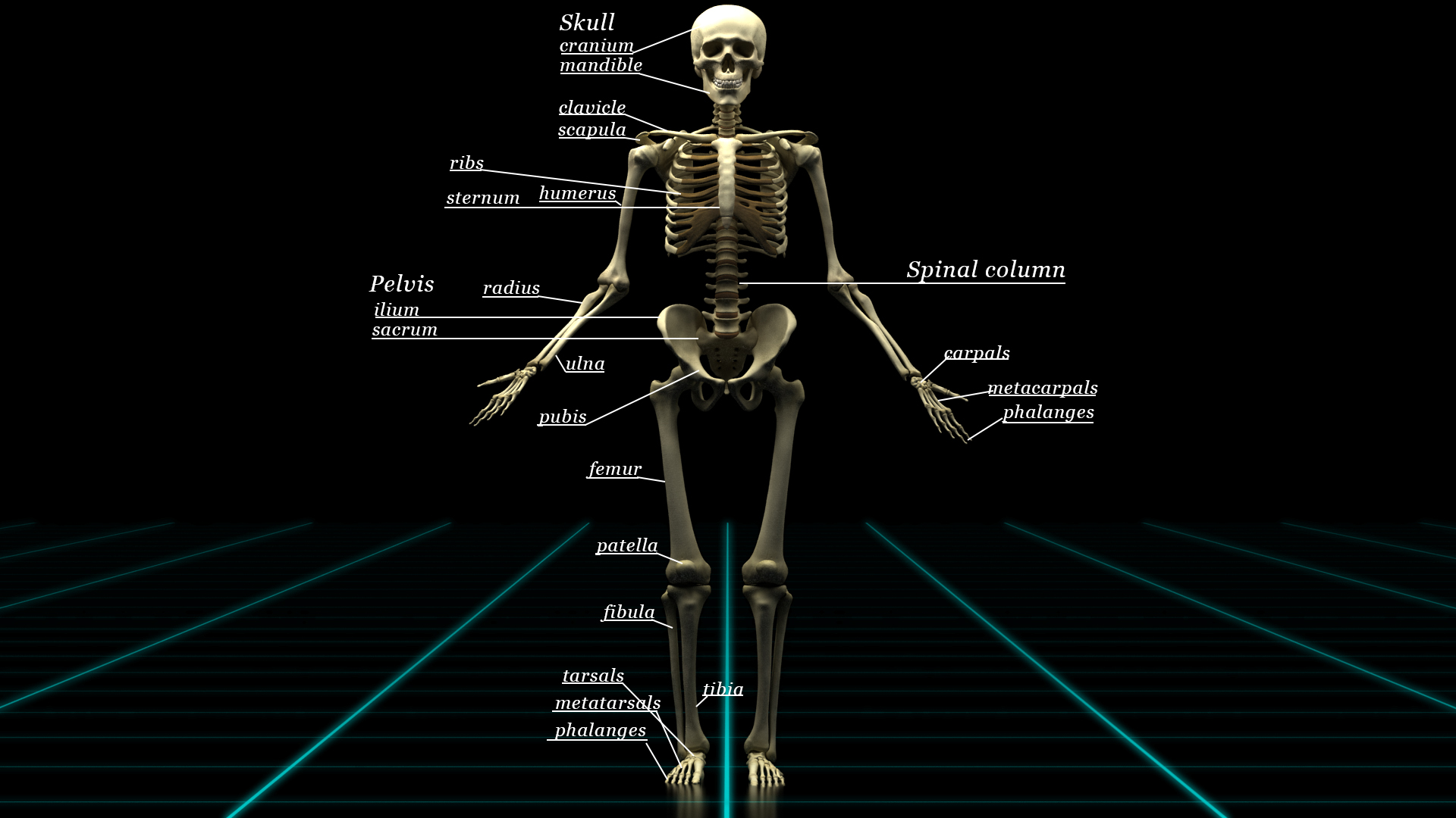 Front(Antomy).jpg