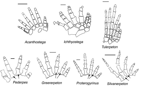 acanthostega_011.jpg