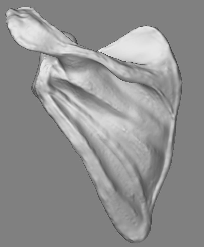 bone texture zbrush