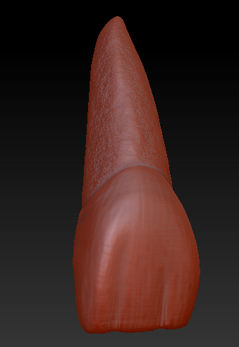 diente-zbrush.jpg