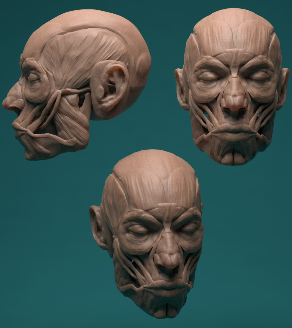 Anatomy%20Practice%203