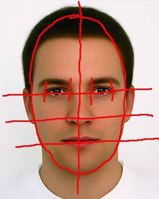 face-proportions.jpg