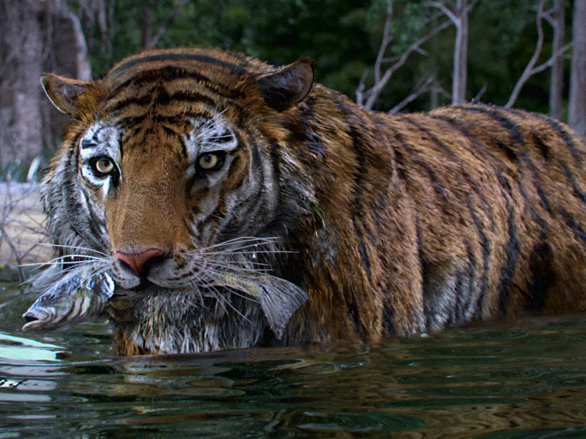 Tiger_ZB6.jpg