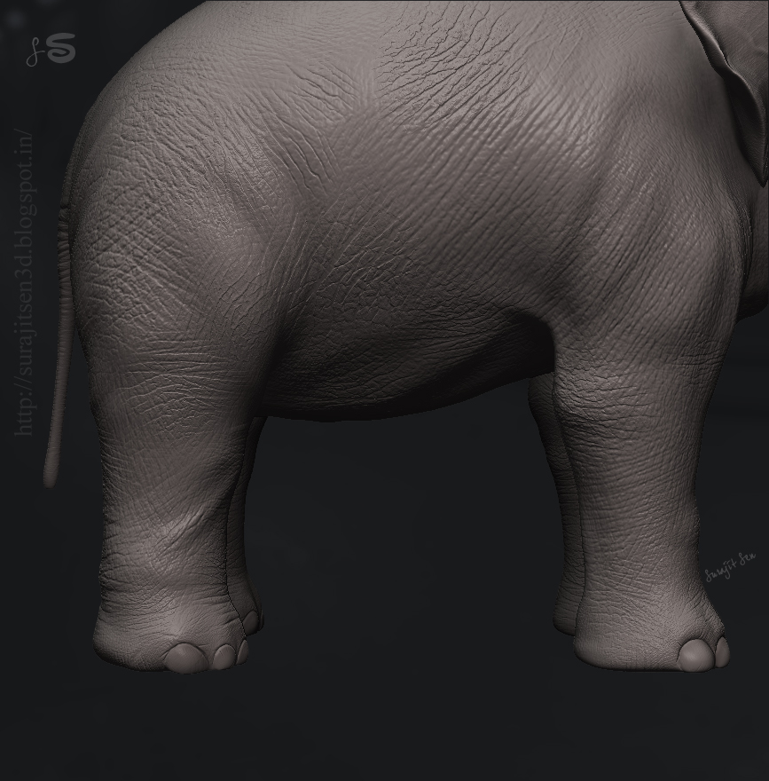 ANATOMY_R&D_SurajitSen_Asian_elephant_06032017.JPG