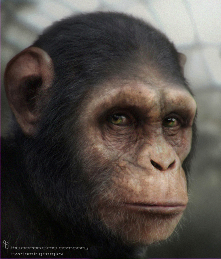 chimp-(1).jpg