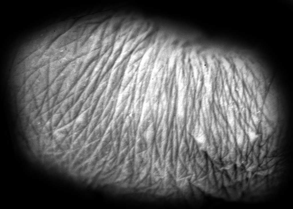 Mole-Rat-Skin.jpg