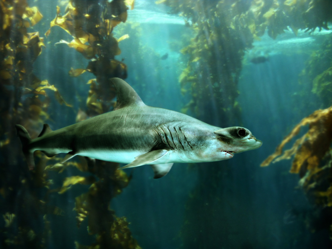HammerHead-Shark---Sphyrna-mokarran-3.jpg
