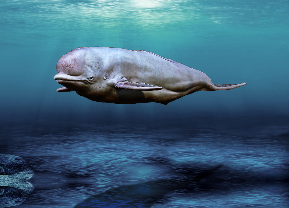 BILUGA WHALE 2.jpg