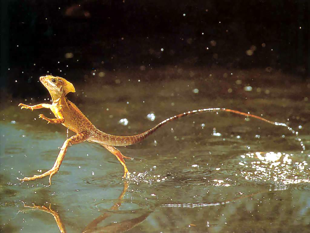 reptiles_csg125_brown_basilisk.jpg