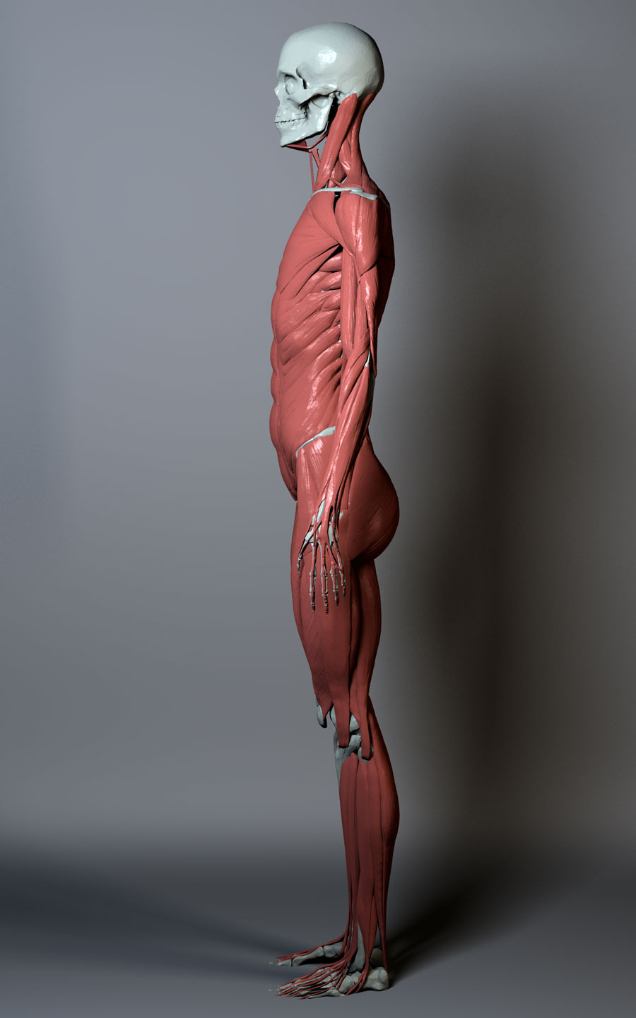 ecorche-060311-120focal.3.jpg
