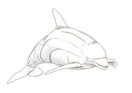 dolphin1.jpg