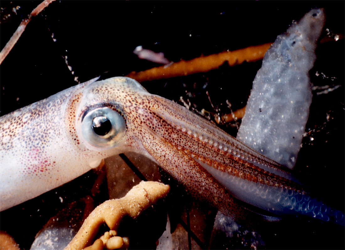 Squid_all.jpg