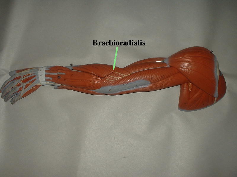 brachioradialis.jpg