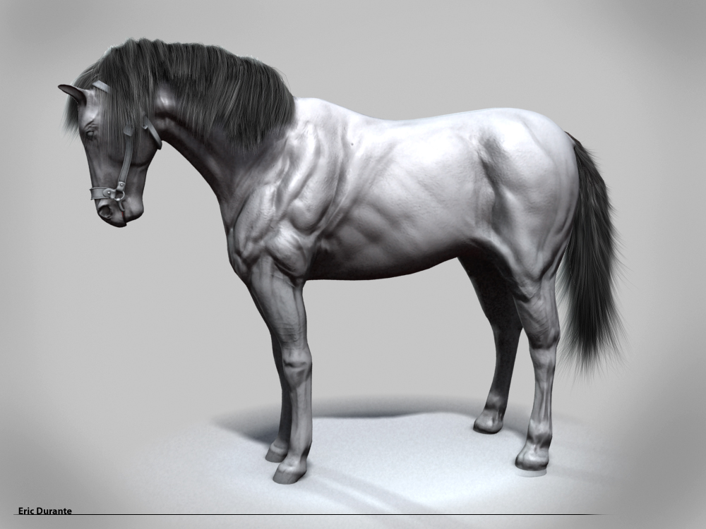 Horse_gray082309.jpg